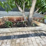 How to Remove Bore Water Stains from Brick